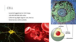 Cell vävnad organ och organsystem [upl. by Nee]