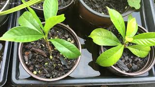 How To Propagate Gardenias The Easy Way [upl. by Nodnek996]