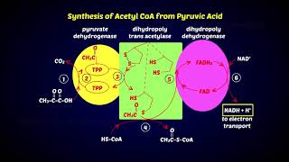 Oxidative Decarboxylation of Pyruvic acid [upl. by Bidget]