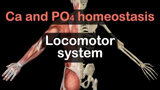 Calcium and Phosphate homeostasis [upl. by Ttelrats168]