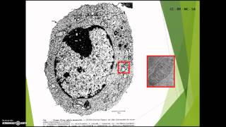 SVT  2nde  Structure des cellules [upl. by Ailat]