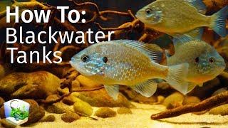 Guide to Blackwater Tanks Inspired by Nature — Biotope Aquascape [upl. by Casi]