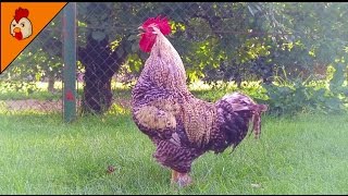 Rooster Crowing Compilation Duet Plus  Rooster Sounds Effect Alarm  Chicken Sounds [upl. by Lucier]