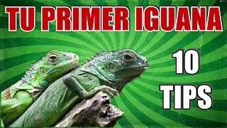 Tu primer iguana  10 TIPS  IGUANA VERDE [upl. by Rooke]