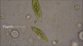 Euglena  The Flagellate [upl. by Berna]