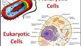 Prokaryotes vs Eukaryotes [upl. by Elexa656]