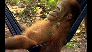 Noddys First Day at School  Orangutan Diary  BBC Earth [upl. by Hercule]