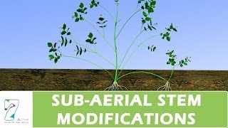 SUBAERIAL STEM MODIFICATIONS [upl. by Harimas508]