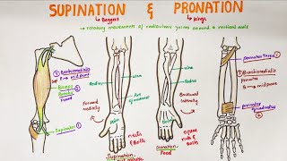 Supination and Pronation in forearm  Anatomy [upl. by Elsilrac]