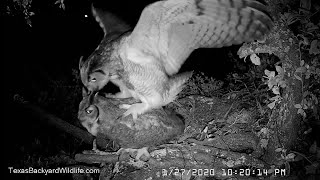 Great horned owls courting and mating up in the live oak tree [upl. by Timothea]