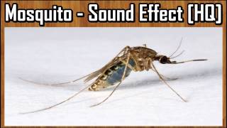 Mosquito  Sound Effect HQ [upl. by Gussi266]