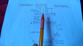 Glycogenesis amp Glycogenolysis [upl. by Nickelsen]