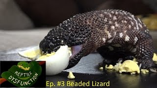 Reptile Dysfunction Ep 3 quotBeaded Lizardquot [upl. by Zebapda152]