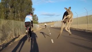 Kangaroo Launches Itself at Cyclist  When Kangaroos Attack [upl. by Freida]