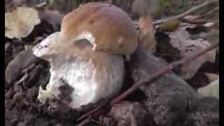 Boletus EDULIS creciendo a 21 de septiembre 2013 [upl. by Truc]