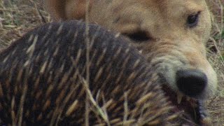 Meet the Echidna an Incredible FireProof Spiny Anteater [upl. by Triplett]