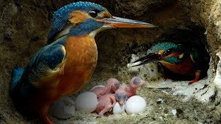 Kingfisher Nesting and Breeding Behaviors [upl. by Ennaillek]