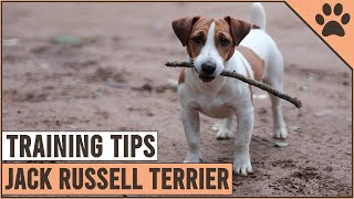 How To Train A Jack Russell Terrier  Dog World [upl. by Ilka]