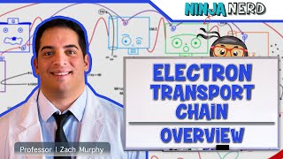 Metabolism  Electron Transport Chain Overview [upl. by Zakarias]