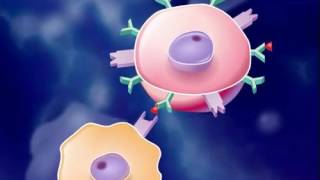 The Immune Response HD Animation [upl. by Strauss]