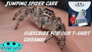 Jumping Spider Care [upl. by Eiramasil]