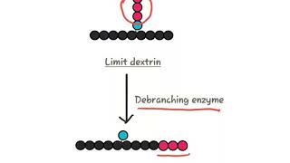 Glycogenolysis [upl. by Manton]