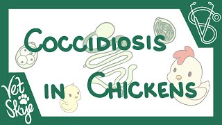 Coccidiosis in Chickens  causes pathophysiology life cycle diagnosis prevention [upl. by Champ]