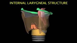 Larynx Animation [upl. by Enilehcim]