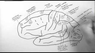 Brain Anatomy 2  Functional Cortical Anatomy Lateral Surface [upl. by Gilleod]