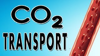 Transport of Carbon Dioxide in Blood [upl. by Yzus357]