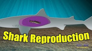 Shark Reproduction  SHARK ACADEMY [upl. by Nakre]