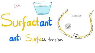 Lung Surfactant  Surface Tension  Alveoli  Type II Pneumocytes  NRDS  Physiology [upl. by Ardnosac]