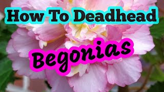 How to deadhead begonias [upl. by Adnam]