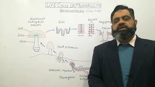 Basidiomycetes English medium profmasoodfuzail Life Cycle of Mushroom English medium [upl. by Lianne148]