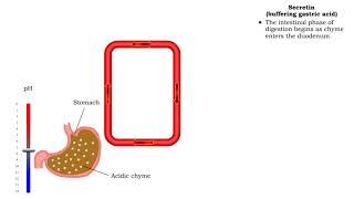 Gastrin gastric emptying amp Secretin buffering gastric acid [upl. by Erund454]