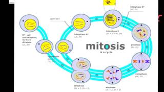 Cell Division Prokaryotic vs Eukaryotic [upl. by Tali]