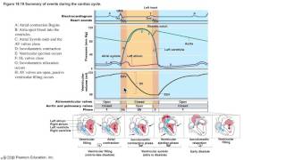 The Cardiac Cycle Demystified [upl. by Borchers]