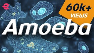 What is An Amoeba  Biology  Extraclasscom [upl. by Husch921]