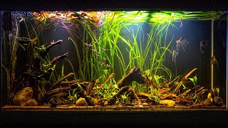 Altum Angelfish Biotope Inspired Aquarium [upl. by Ioved]