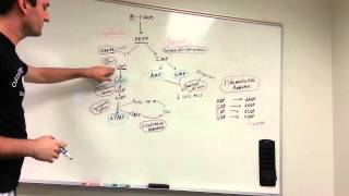 Purine and Pyrimidine synthesis pathway made easy [upl. by Hudgens]