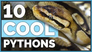 Meet My 10 Coolest Ball Pythons amp Their Morphs [upl. by Granthem]