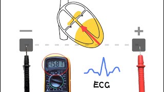 ECGs  How they work [upl. by Cristie]