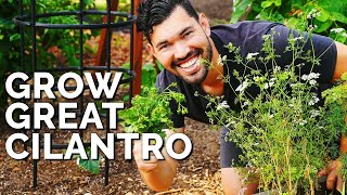 How to Grow CilantroAnd Stop It From BOLTING [upl. by Esoranna]