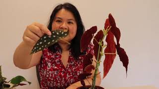 How to propagate Begonia Maculata [upl. by Rramel356]