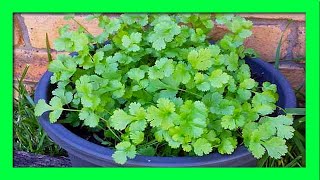 How To Grow Coriander from Cuttings and Roots [upl. by Vassaux452]