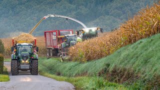 Maishäckseln im Eifel mit JReifflu  Fendt 936 S5  Corn harvest in Ardennes hills  Agriculture [upl. by Snevets]