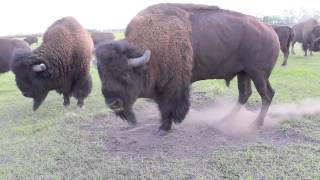 Bison Bull in Mating Season [upl. by Aleet226]