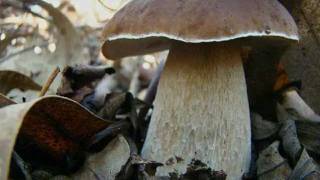 Boletus en las jaras [upl. by Stent164]