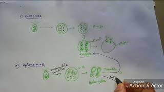 Algae Reproduction of Chlamydomonas sp [upl. by Eirret]