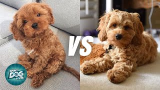 Cavapoo vs Cockapoo  Poodle Mix Breeds Comparison [upl. by Nahij998]